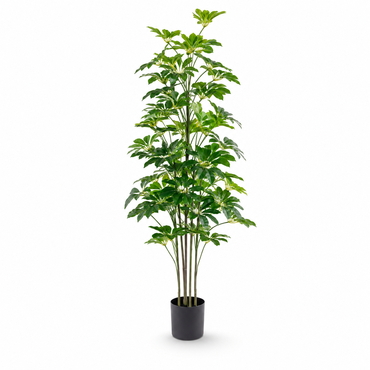 AF Plant