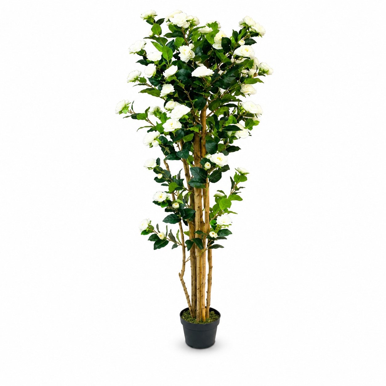 Flower plant
