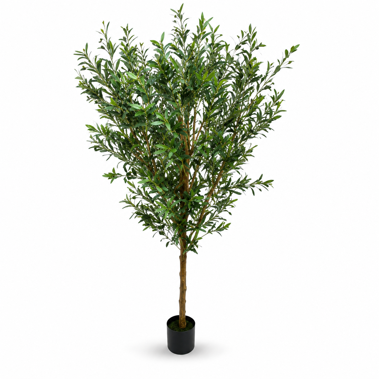 Olive Tree