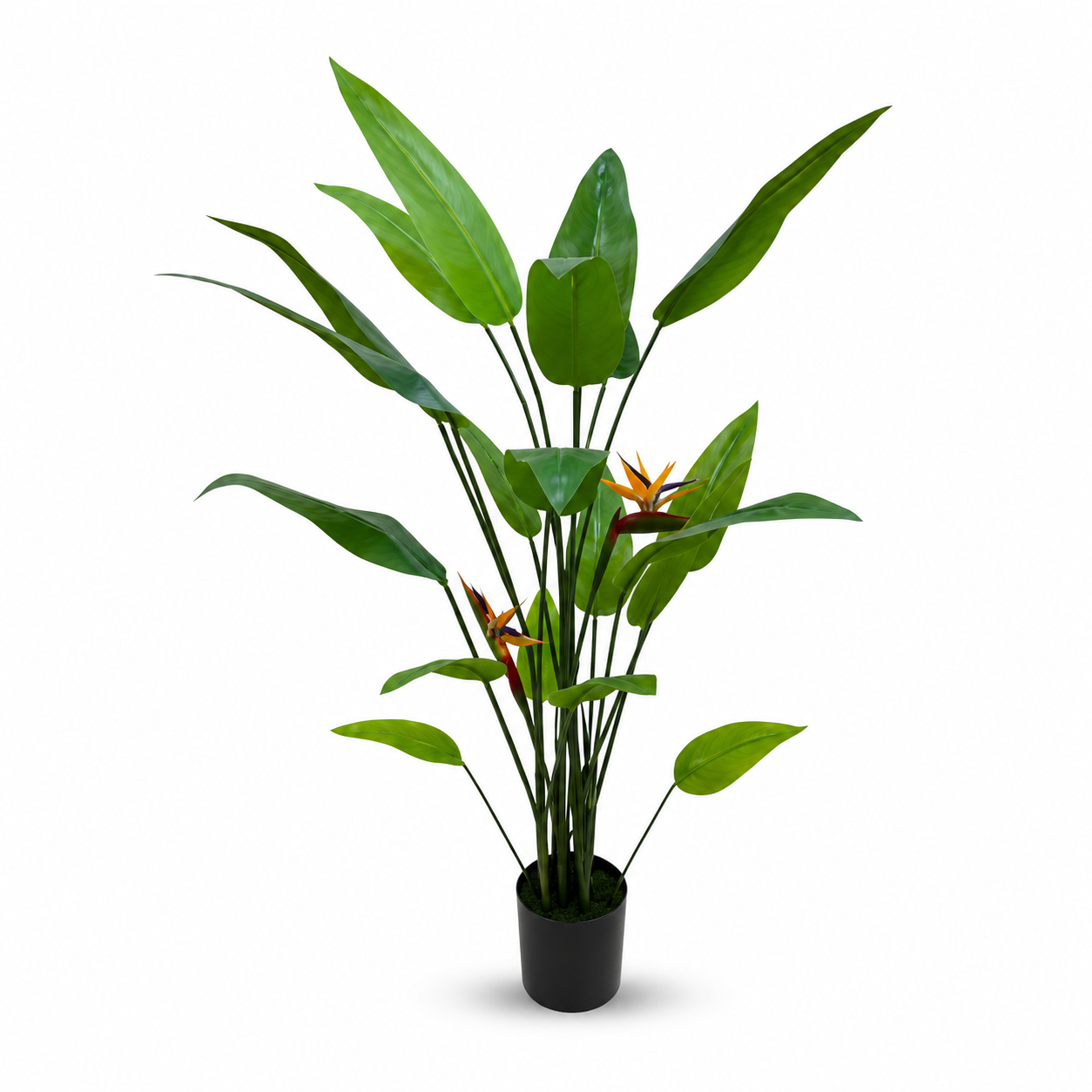 Parasite plant 2