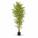 Bamboo Plant