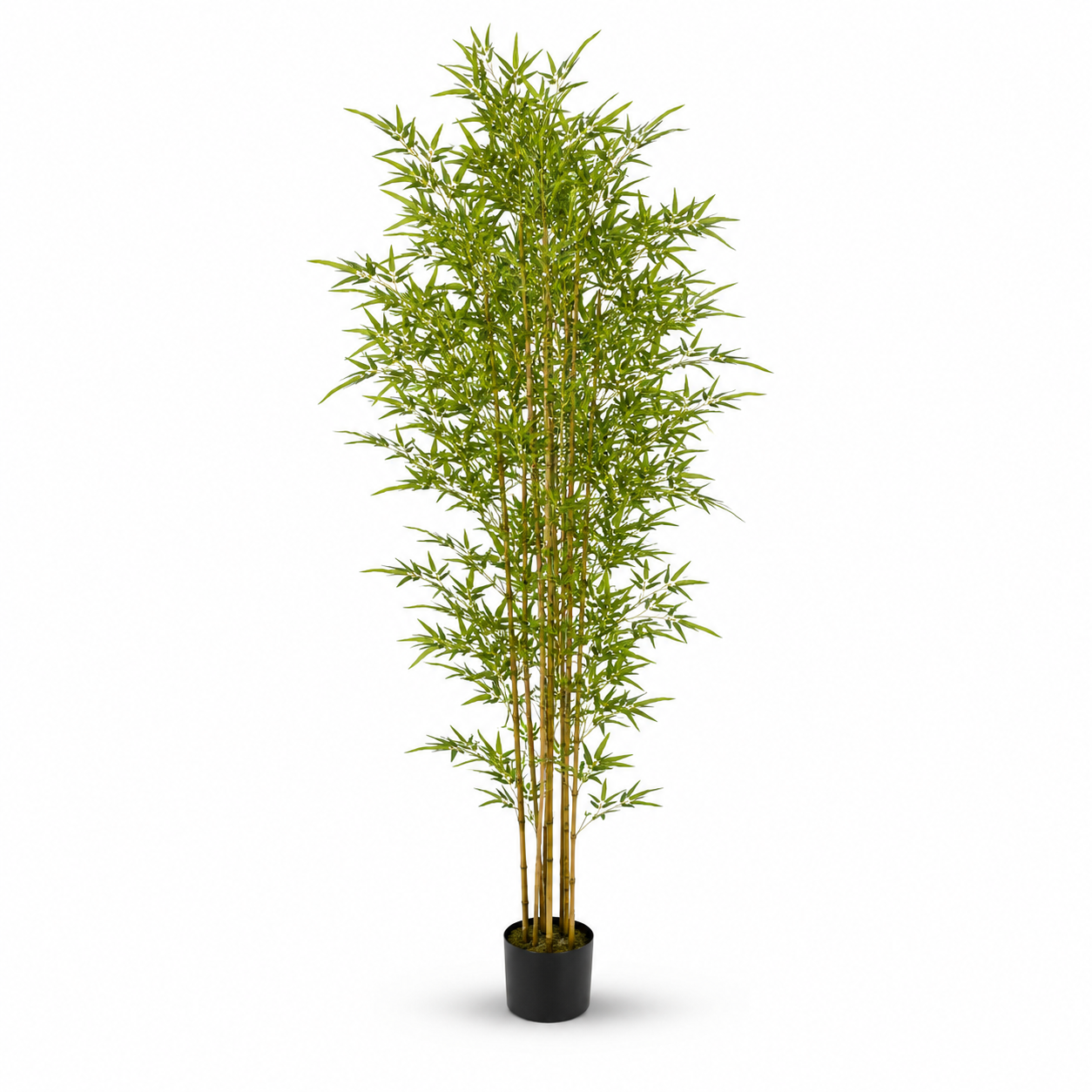 bAMBOO Plant
