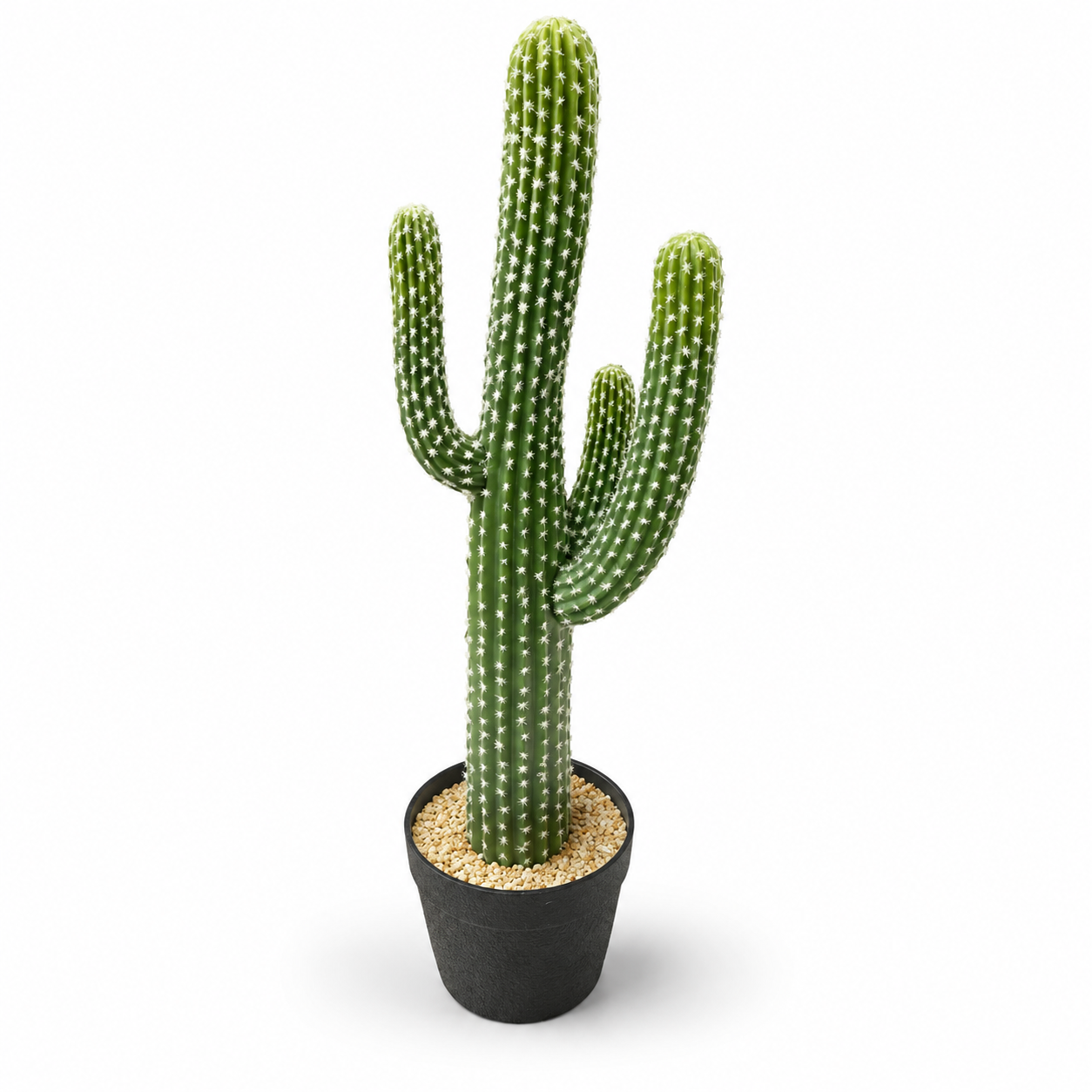 cactus plant 2