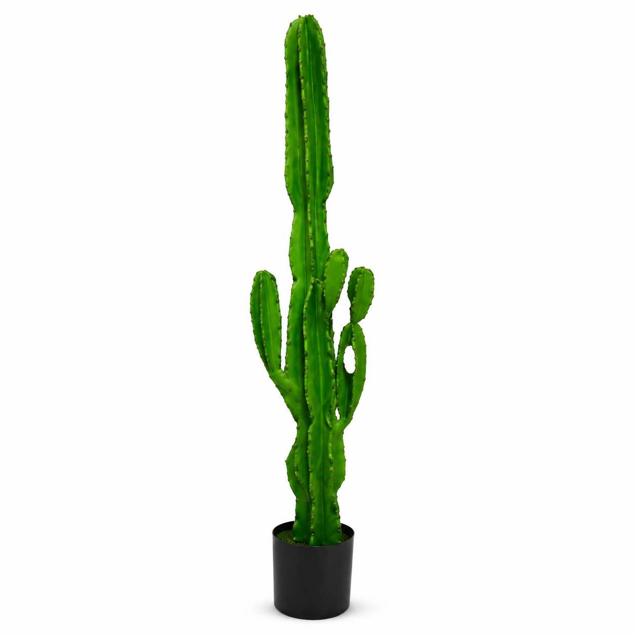 cactus plant