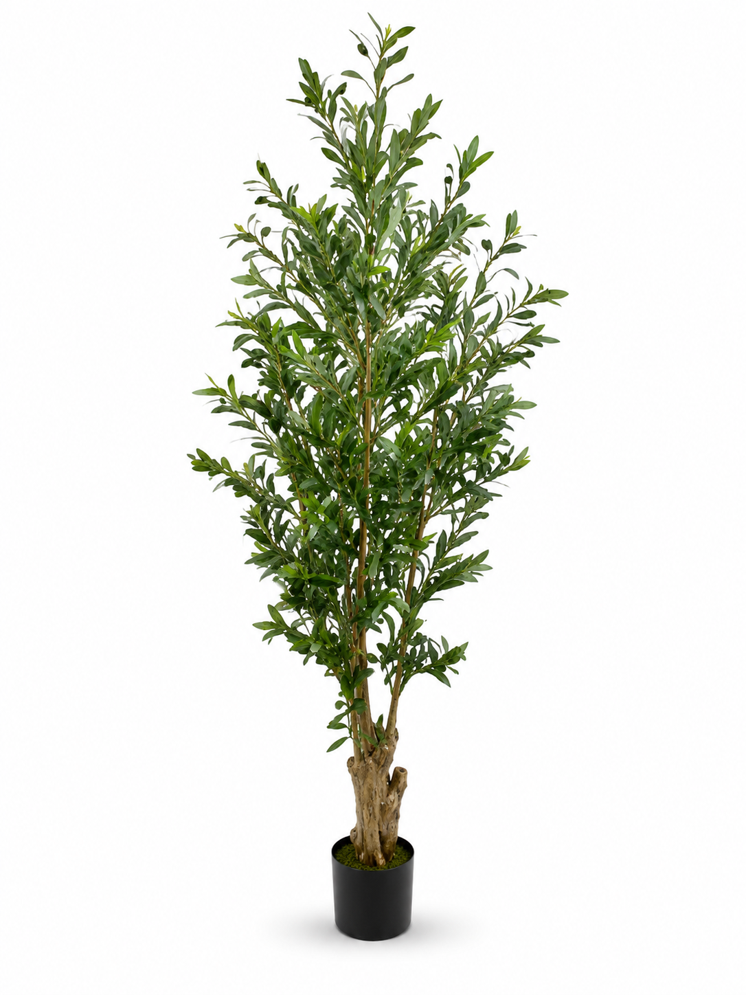 olive tree 3
