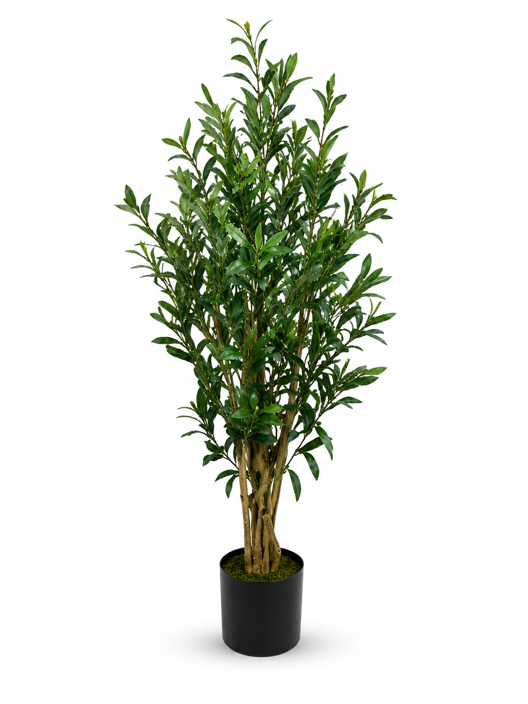 olive tree 4