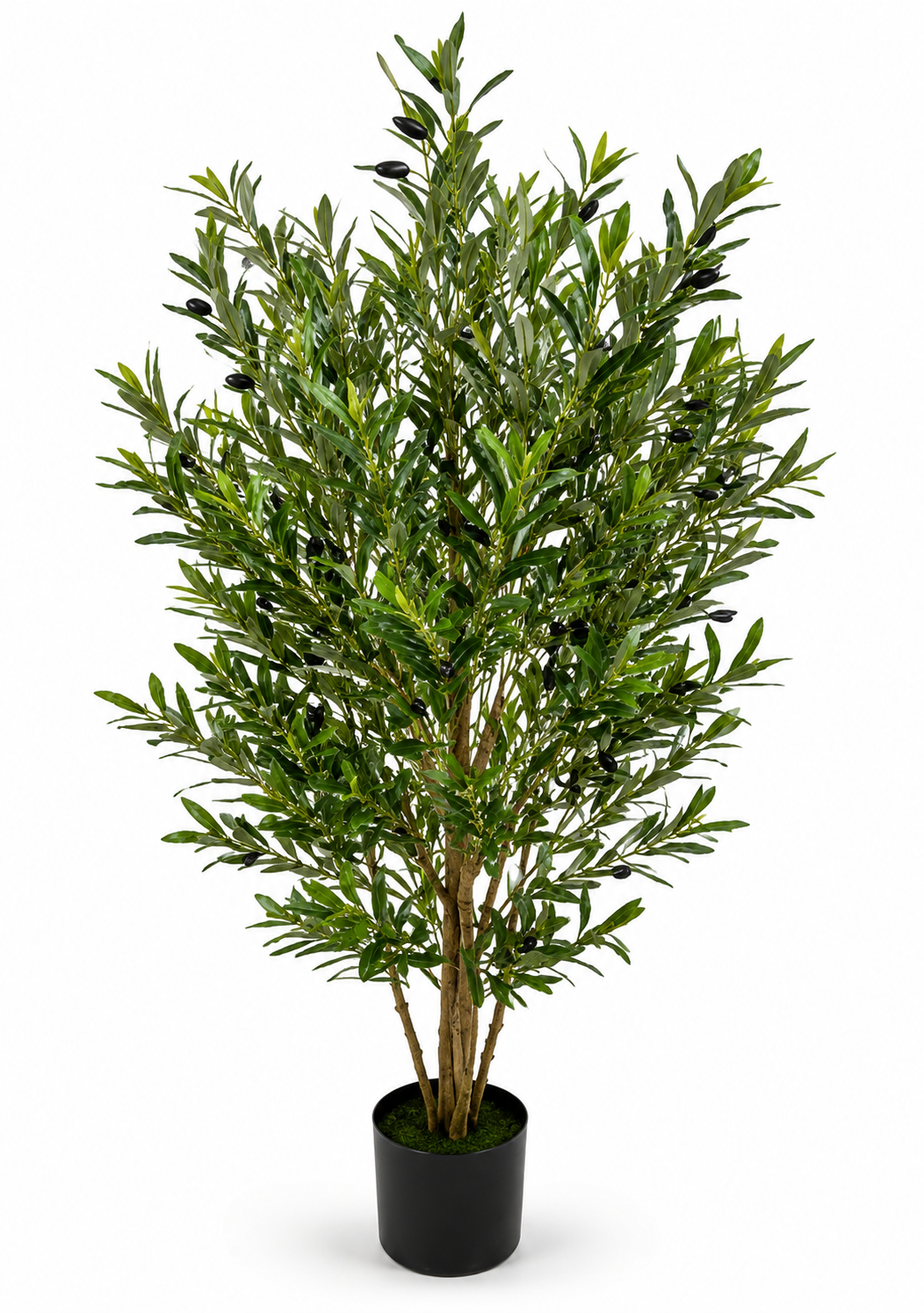 olive tree 6