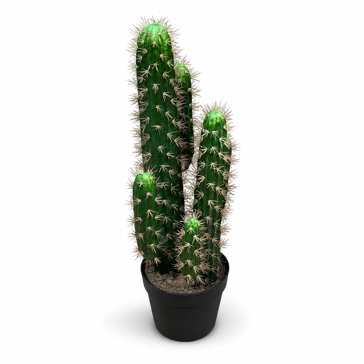 Peruvian Desert Cactus