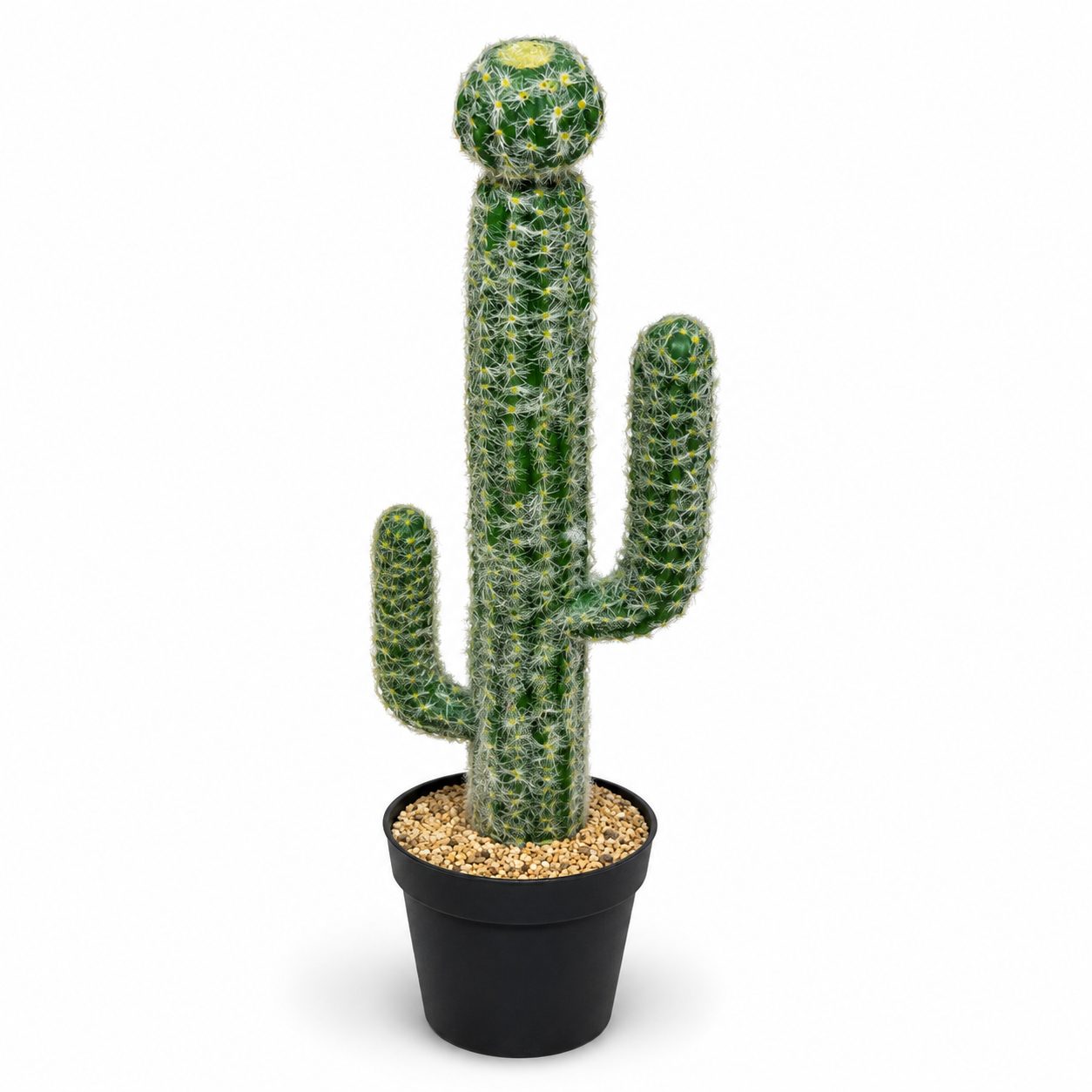old man cactus