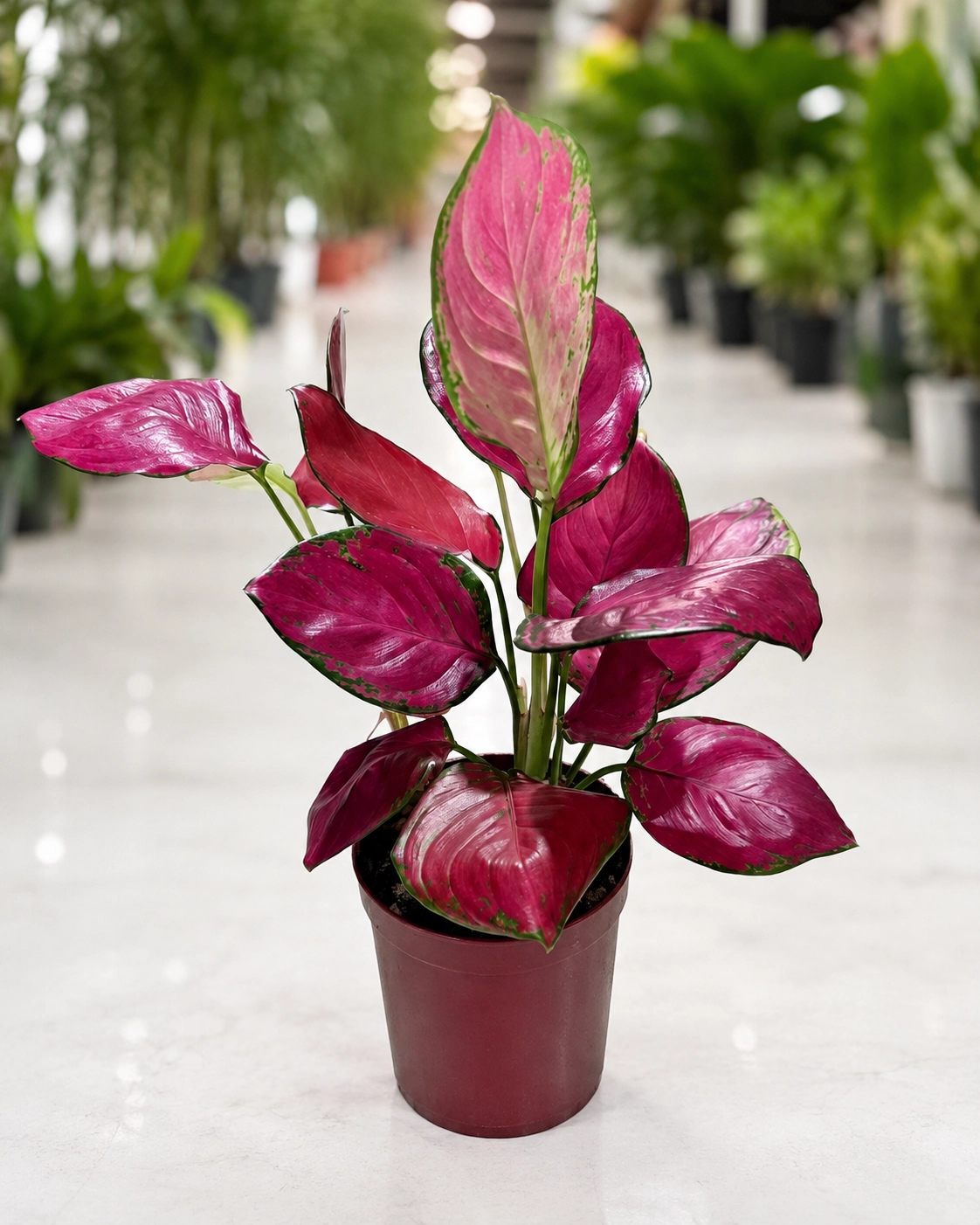 Aglaonema Lady Valentine Dubai | Pink Indoor Plant