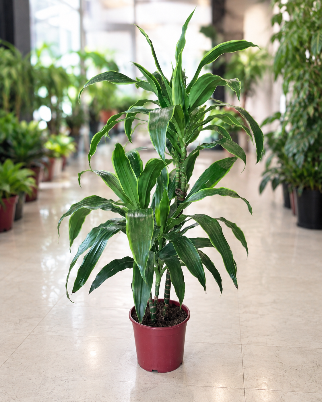 Dracaena Dorado Dubai