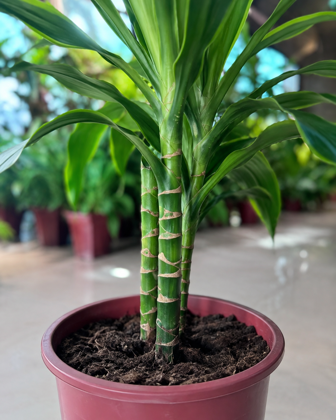 Dracaena Dorado stem and base detail