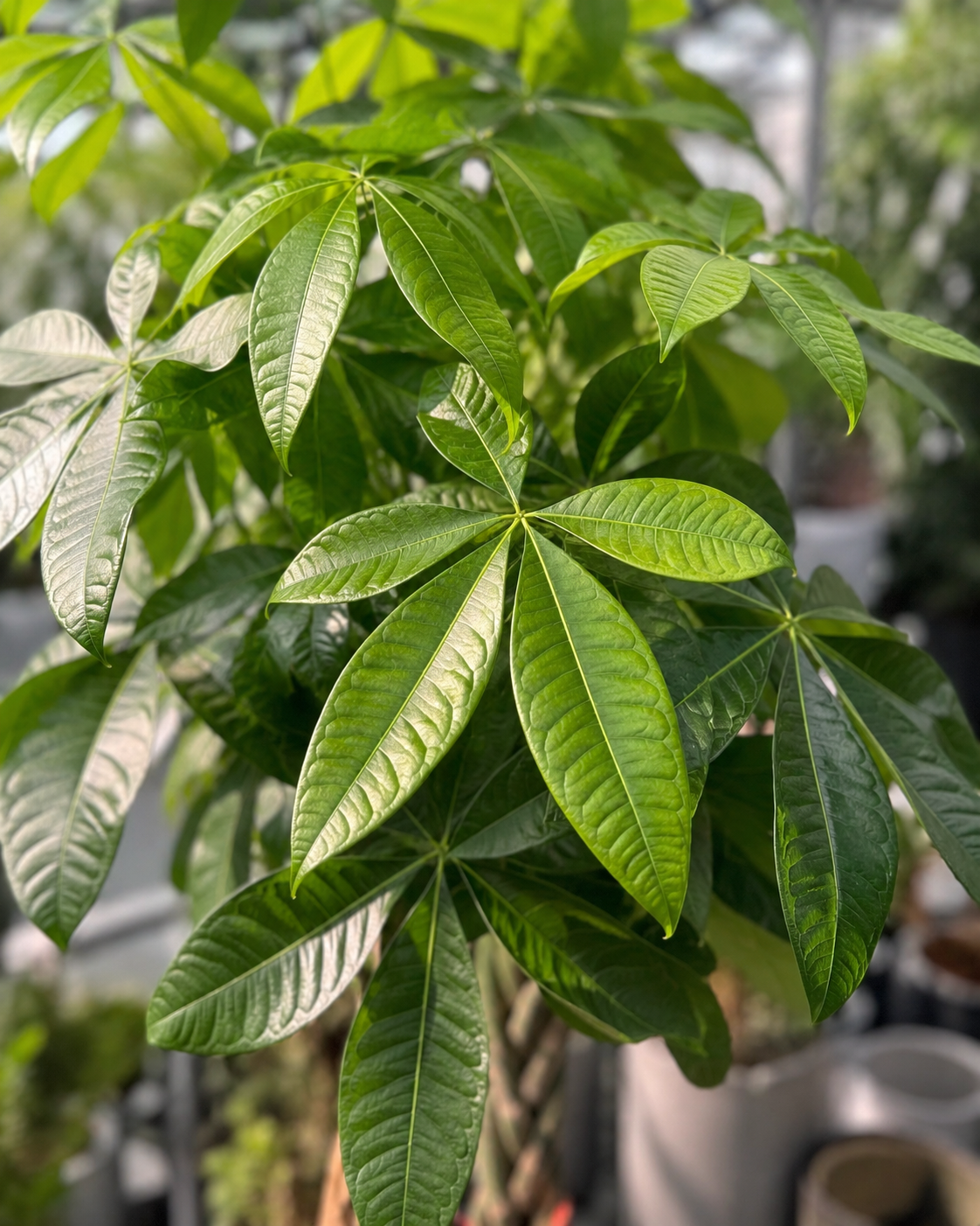 Pachira Aquatica leaf detail