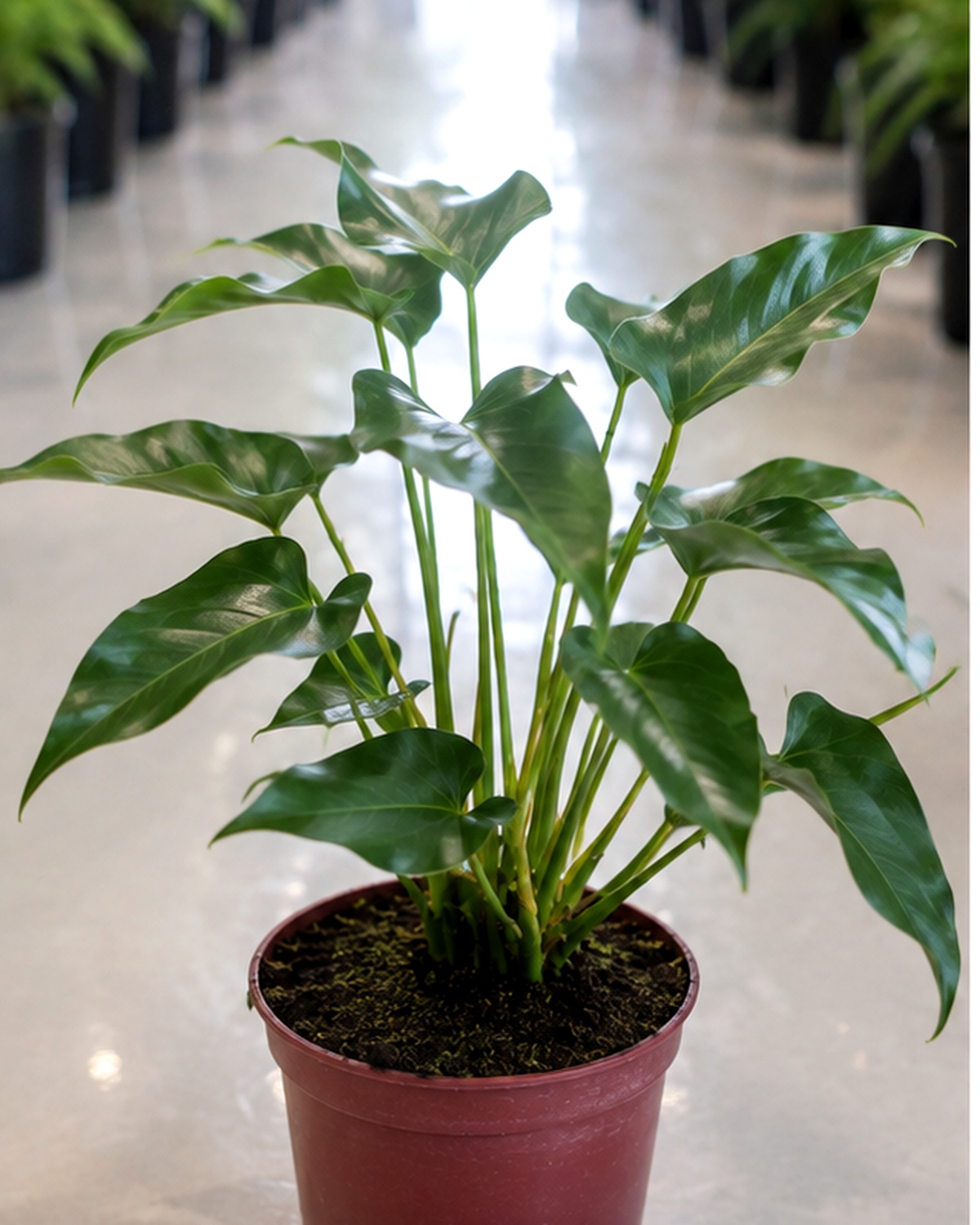 Syngonium Plant Dubai