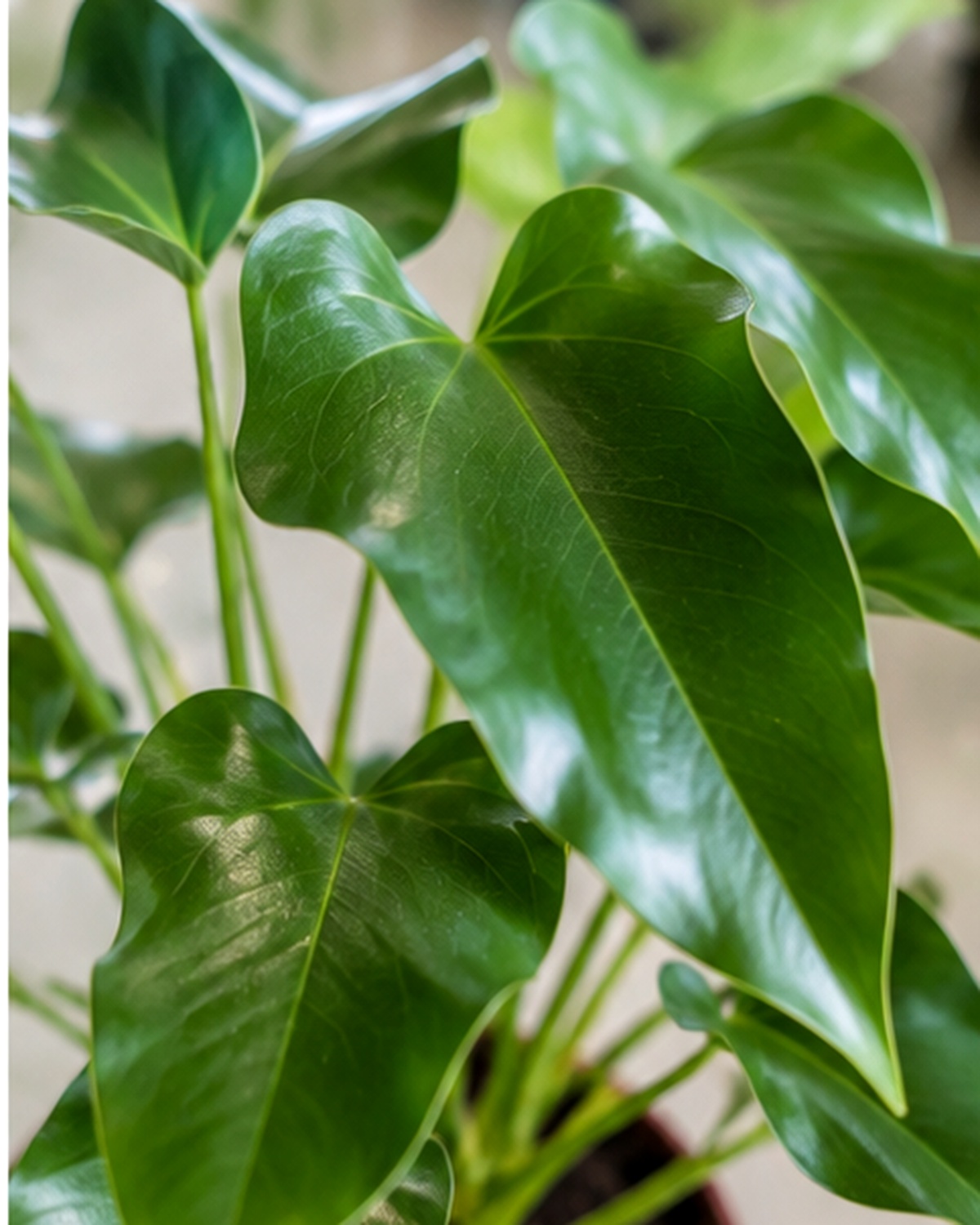 Syngonium Plant leaf detail