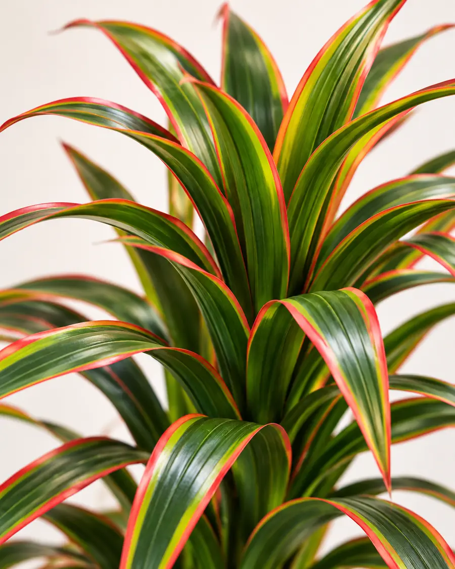 Artificial Red-Edge Yucca Leaf Detail