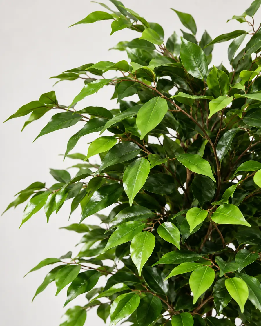 Real Touch Ficus Leaf Detail